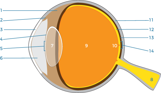 Eye Anatomy Diagram