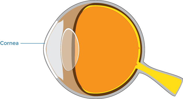 Cornea diagram